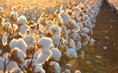 Algodón Egipcio: El Tejido más Suave del Mundo