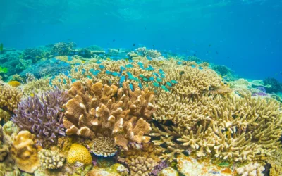 ¿Por qué explorar los parques nacionales de Egipto?